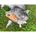 Aumüller Giraffe Gina Katzspkielkissen