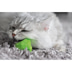 Aumüller Katzenspielkissen Plüschkatzen, 3er Set
