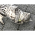 Aumüller Matatabi mit Catnip Lolli - 2er Set