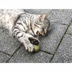 Aumüller Matatabi mit Catnip Lolli - 2er Set