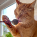 Aumüller Matatabi mit Catnip Lolli - 2er Set