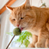 Aumüller Matatabi mit Catnip Lolli - 2er Set