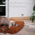 beaphar CaniComfort® Starter-Kit für Hunde