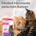 beaphar CatComfort® Wohlfühl Halsband