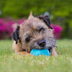 Beco Pets Hundeball Beco Ball Blau