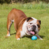 Beco Pets Hundeball Beco Ball Blau
