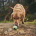 Beco Pets Hundeball Beco Ball Grün