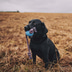 Beco Pets Hundeball Beco Ball mit Seil Grün