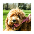 Beco Pets Hundespielzeug Beco Bone pink