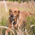Beco Pets Hundespielzeug Hanf Schlaufe