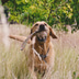 Beco Pets Hundespielzeug Hanf Schlaufe