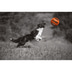 Bomber Hundespielzeug orange