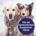 Canosept Home Comfort Beruhigungsspray für Hunde 100ml