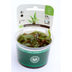 Dennerle Plants Cryptocoryne usteriana In-Vitro