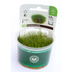 Dennerle Plants Eleocharis pusilla In-Vitro