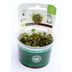 Dennerle Plants Marsilea hirsuta In-Vitro