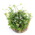 Dennerle Plants Marsilea hirsuta In-Vitro