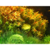 Dennerle Plants Didiplis diandra In-Vitro