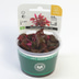 Dennerle Plants Alternanthera reineckii ´Lila´ In-Vitro