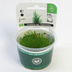 Dennerle Plants Taxiphyllum spec. Flammenmoos In-Vitro