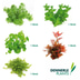Dennerle Plants Aquariumpflanzen Mix schnellwachsend