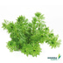 Dennerle Plants Aquariumpflanzen Mix schnellwachsend