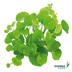 Dennerle Plants Aquariumpflanzen Mix schnellwachsend
