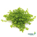 Dennerle Plants Aquariumpflanzen Mix schnellwachsend