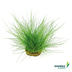 Dennerle Plants Aquarienpflanzen Set für 120l
