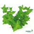 Dennerle Plants Aquarienpflanzen Set für 120l