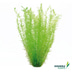 Dennerle Plants Aquarienpflanzen Set für 120l