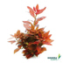 Dennerle Plants Aquarienpflanzen Set für 120l