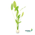 Dennerle Plants Aquarienpflanzen Set für 120l