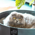 District 70 Hunde- und Katzenbett Lounge dunkelgrau