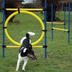 dobar 3-teiliges Agility Sprung-Set inkl. Tragetasche