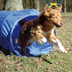 dobar Agility Tunnel 500 cm lang, Ø 60 cm