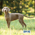 Happy Dog Supreme fit & vital Light
