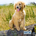 Happy Dog Premium NaturCroq Junior