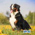 Happy Dog Supreme Care Sano N 7,5 kg
