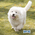 Happy Dog Supreme Junior Giant Lamb & Rice 15kg