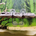 Hobby Turtle Island