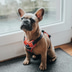 Hunter Geschirr Divo rot