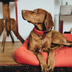 Hunter Halsung Divo rot