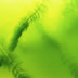 JBL Algenvernichter AlgoPond Green
