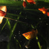 JBL PlanktonPur S