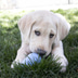 KONG Puppy M