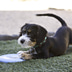 KONG Puppy Flyer Frisbee S