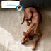 ZooRoyal Individual care - Adult Sensitive mit Lamm