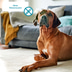 ZooRoyal Individual care Rindfleisch getrocknet