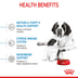 ROYAL CANIN GIANT Starter für tragende Hündin und Welpen sehr großer Rassen